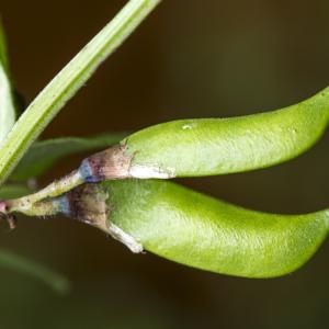 Photographie n°317098 du taxon Vicia sepium L. [1753]