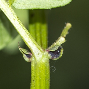 Photographie n°317099 du taxon Vicia sepium L. [1753]