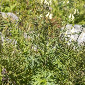 Photographie n°317104 du taxon Aconitum lycoctonum subsp. neapolitanum (Ten.) Nyman