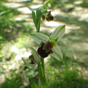 Photographie n°317113 du taxon Ophrys apifera Huds. [1762]