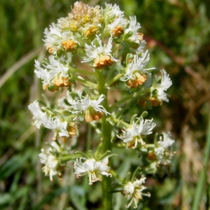 Photographie n°317123 du taxon Reseda jacquinii Rchb. [1824]