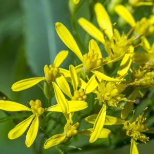 Photographie n°317147 du taxon Senecio ovatus (P.Gaertn., B.Mey. & Scherb.) Willd. [1803]