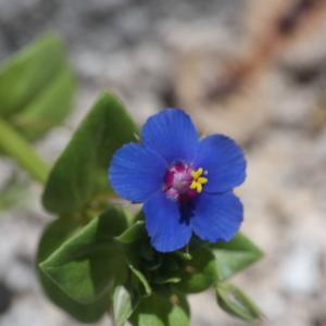 Photographie n°317258 du taxon Lysimachia arvensis (L.) U.Manns & Anderb. [2009]