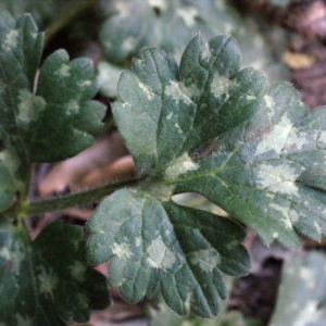 Photographie n°317279 du taxon Ranunculus bulbosus L. [1753]