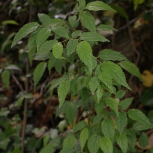 Photographie n°317287 du taxon Celtis australis L. [1753]