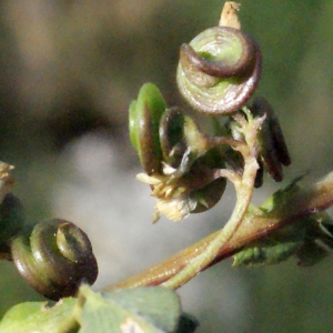 Photographie n°317373 du taxon Medicago suffruticosa subsp. leiocarpa (Benth.) Urb. [1873]