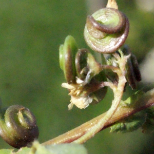 Photographie n°317374 du taxon Medicago suffruticosa subsp. leiocarpa (Benth.) Urb. [1873]