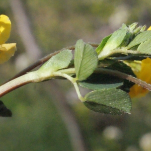 Photographie n°317376 du taxon Medicago suffruticosa subsp. leiocarpa (Benth.) Urb. [1873]