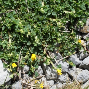 Photographie n°317378 du taxon Medicago suffruticosa subsp. leiocarpa (Benth.) Urb. [1873]