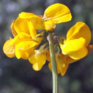 Photographie n°317403 du taxon Hippocrepis comosa L. [1753]