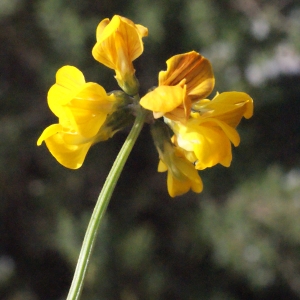 Photographie n°317404 du taxon Hippocrepis comosa L. [1753]