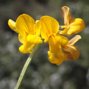 Photographie n°317405 du taxon Hippocrepis comosa L. [1753]