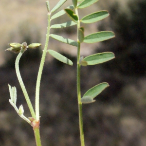Photographie n°317409 du taxon Hippocrepis comosa L. [1753]