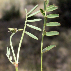 Photographie n°317410 du taxon Hippocrepis comosa L. [1753]