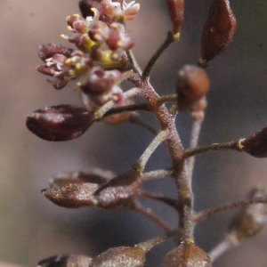 Photographie n°317417 du taxon Hornungia petraea (L.) Rchb. [1838]