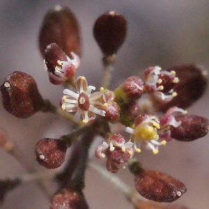 Photographie n°317419 du taxon Hornungia petraea (L.) Rchb. [1838]