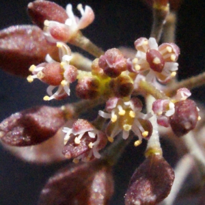 Photographie n°317423 du taxon Hornungia petraea (L.) Rchb. [1838]