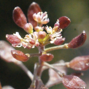 Photographie n°317425 du taxon Hornungia petraea (L.) Rchb. [1838]