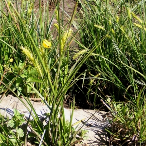 Photographie n°317510 du taxon Carex vesicaria L. [1753]