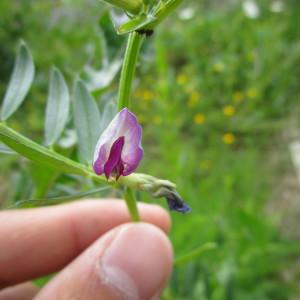 Photographie n°317604 du taxon Vicia segetalis Thuill. [1799]