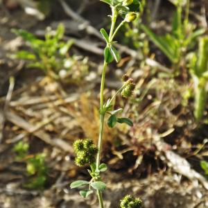 Photographie n°317623 du taxon Medicago minima (L.) L. [1754]