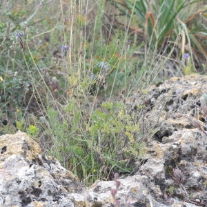 Photographie n°317661 du taxon Lavandula multifida L. [1753]