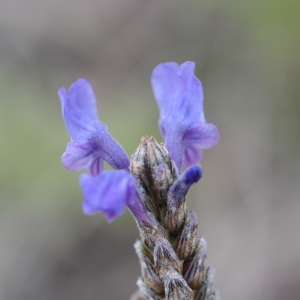 Photographie n°317663 du taxon Lavandula multifida L. [1753]