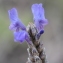  Hervé GOËAU - Lavandula multifida L. [1753]