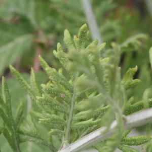 Photographie n°317666 du taxon Lavandula multifida L. [1753]