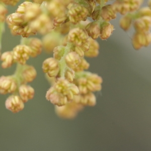 Photographie n°317690 du taxon Quercus coccifera L. [1753]