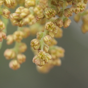 Photographie n°317691 du taxon Quercus coccifera L. [1753]