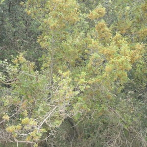 Photographie n°317693 du taxon Quercus coccifera L. [1753]