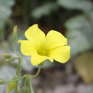 Photographie n°317694 du taxon Oxalis pes-caprae L. [1753]