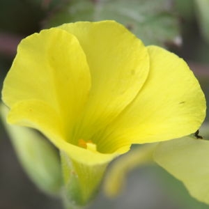 Photographie n°317697 du taxon Oxalis pes-caprae L. [1753]