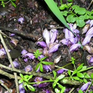 Photographie n°317752 du taxon Lathraea clandestina L. [1753]