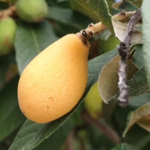 Photographie n°317767 du taxon Eriobotrya japonica (Thunb.) Lindl. [1821]