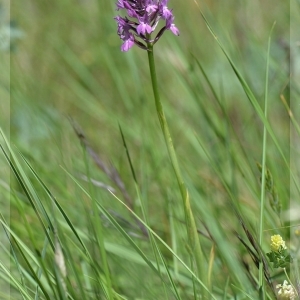 Photographie n°317817 du taxon Anacamptis pyramidalis var. pyramidalis