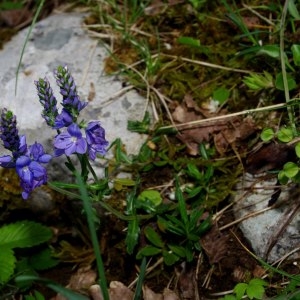 Photographie n°318056 du taxon Veronica spicata L. [1753]