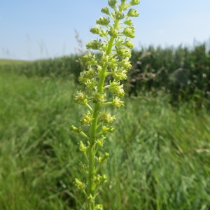 Photographie n°318099 du taxon Reseda lutea L. [1753]