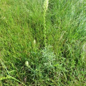 Photographie n°318100 du taxon Reseda lutea L. [1753]