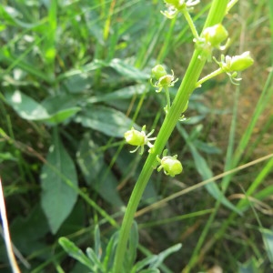 Photographie n°318101 du taxon Reseda lutea L. [1753]