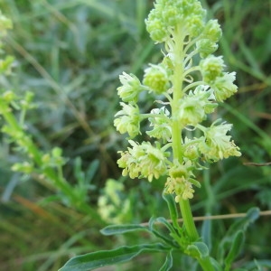 Photographie n°318102 du taxon Reseda lutea L. [1753]