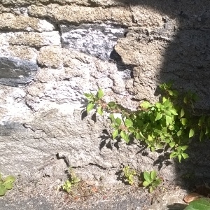 Photographie n°318175 du taxon Vigne-vierge à cinq folioles