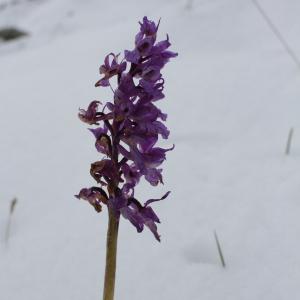 Photographie n°318257 du taxon Orchis ovalis F.W.Schmidt [1791]