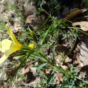 Photographie n°318273 du taxon Linum campanulatum L.