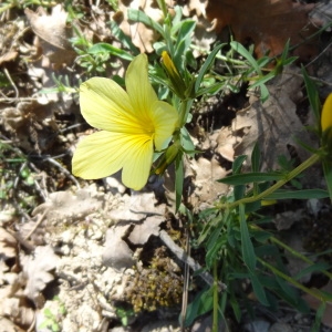 Photographie n°318274 du taxon Linum campanulatum L.