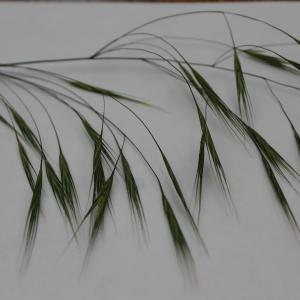 Photographie n°318279 du taxon Bromus sterilis L. [1753]