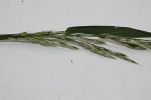 Chloe M , le 14 mai 2015 (Râches, France)