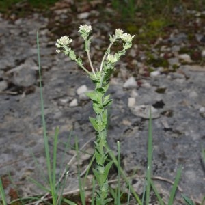 Photographie n°318291 du taxon Lepidium campestre (L.) R.Br. [1812]