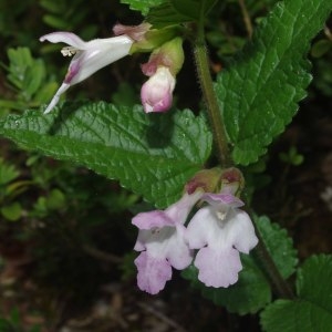 Photographie n°318307 du taxon Melittis melissophyllum L. [1753]